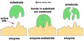 Are enzymes proteins?